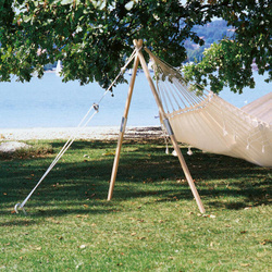 Wymiana drzewa Madera